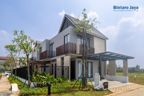 BOTANICA ARALIA BINTARO